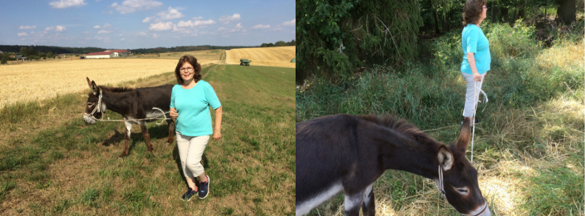 Eselwandern | Schafe-Maibach